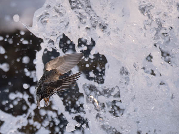 Merisirri, Purple Sandpiper, Calidris maritima