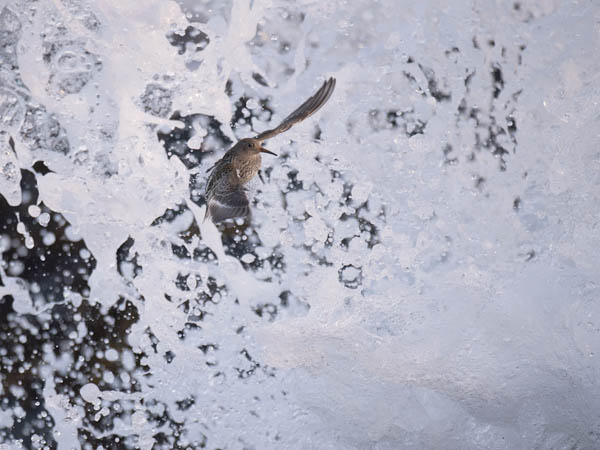 Merisirri, Purple Sandpiper, Calidris maritima