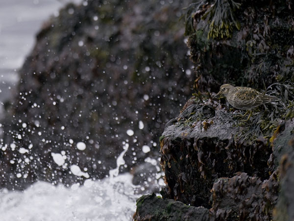 Merisirri, Purple Sandpiper, Calidris maritima
