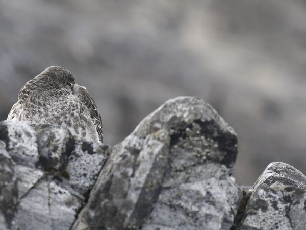 Merisirri, Purple Sandpiper, Calidris maritima
