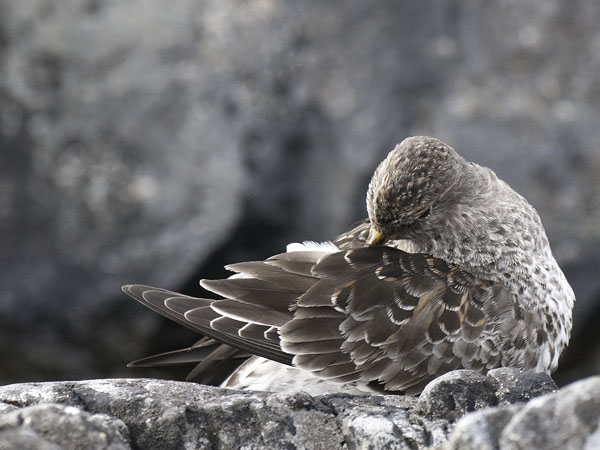 Merisirri, Purple Sandpiper, Calidris maritima