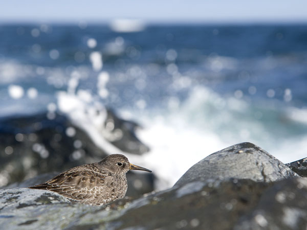 Merisirri, Purple Sandpiper, Calidris maritima
