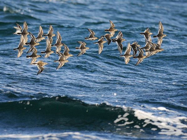 Merisirri, Purple Sandpiper, Calidris maritima