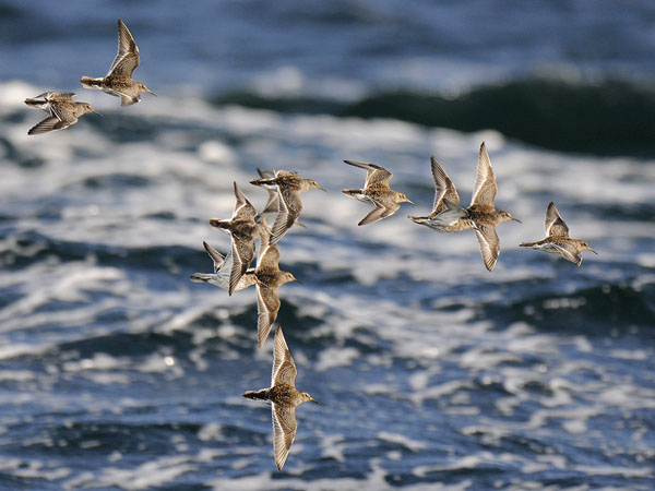Merisirri, Purple Sandpiper, Calidris maritima