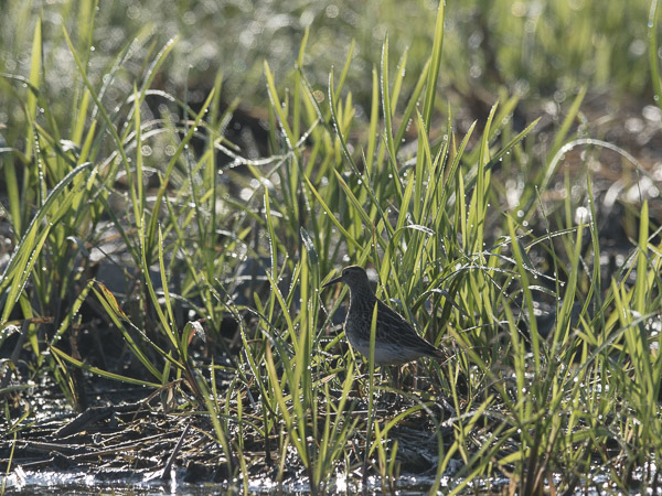 Palsasirri, Pectoral Sandpiper, Calidris melanotos