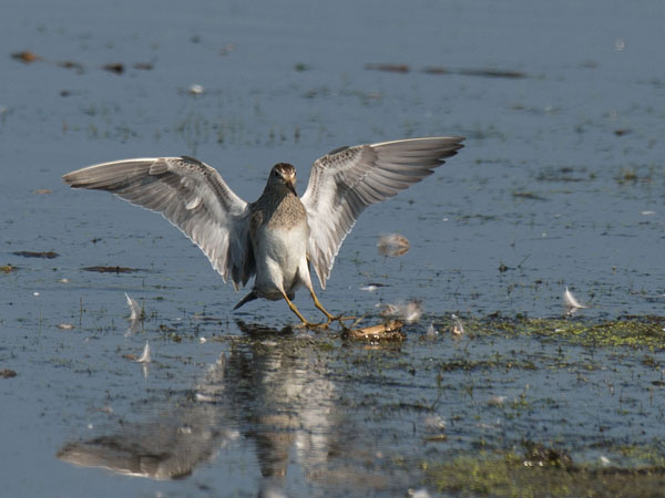 Palsasirri, Pectoral Sandpiper, Calidris melanotos