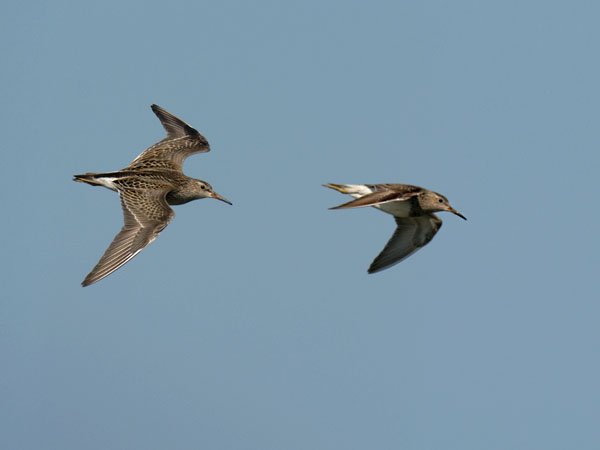 Palsasirri, Pectoral Sandpiper, Calidris melanotos