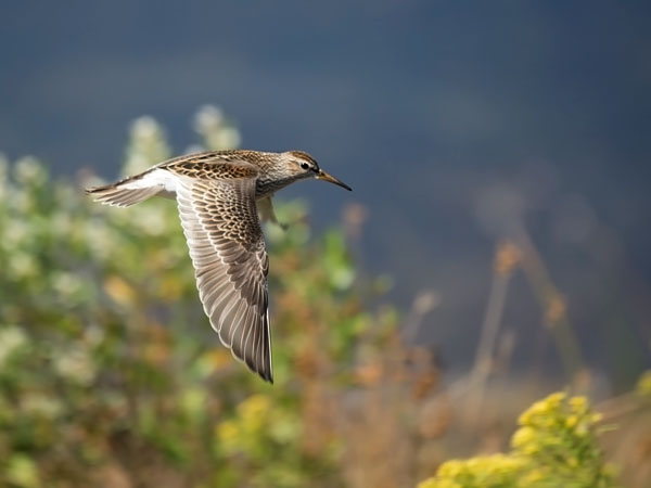 Palsasirri, Pectoral Sandpiper, Calidris melanotos