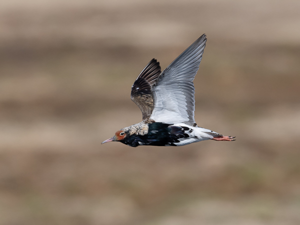 Suokukko, Ruff, Calidris pugnax