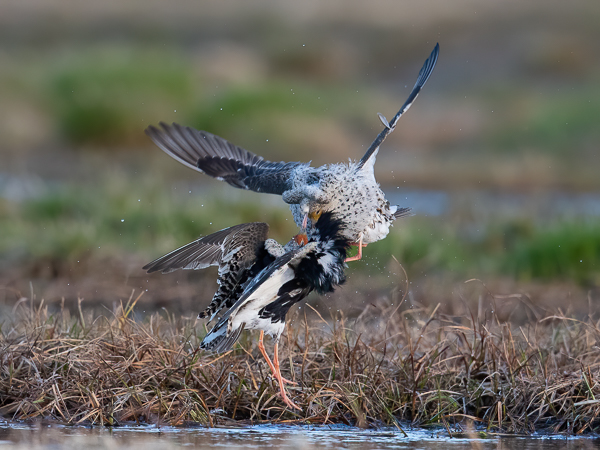 Suokukko, Ruff, Calidris pugnax