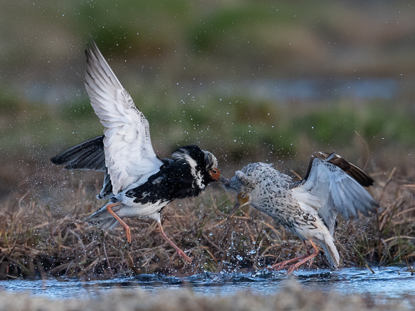 Suokukko, Ruff, Calidris pugnax