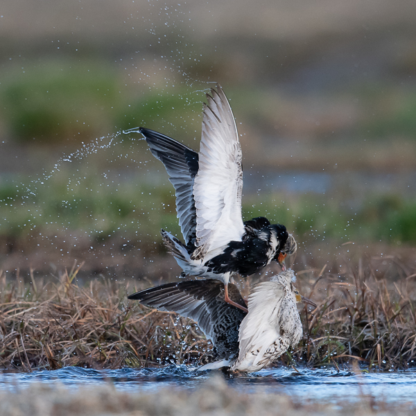 Suokukko, Ruff, Calidris pugnax
