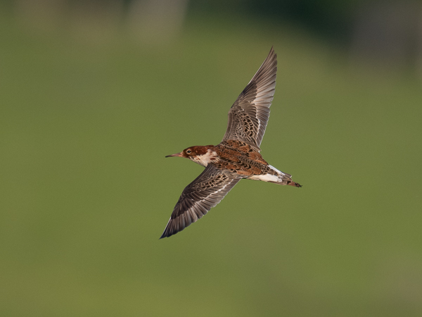 Suokukko, Ruff, Calidris pugnax