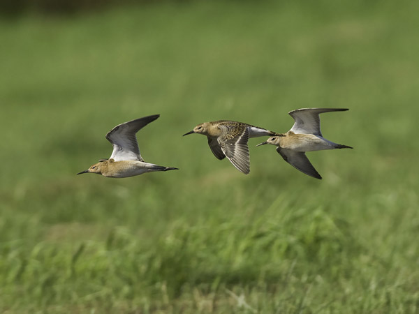 Suokukko, Ruff, Calidris pugnax