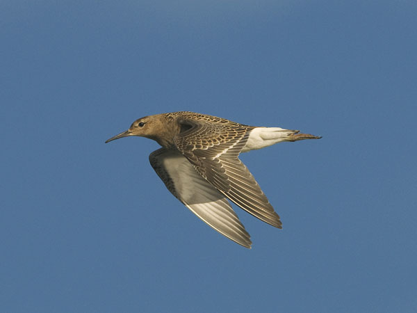 Suokukko, Ruff, Calidris pugnax