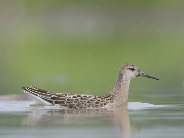 Suokukko, Ruff, Calidris pugnax