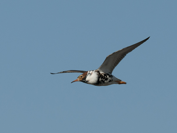 Suokukko, Ruff, Calidris pugnax