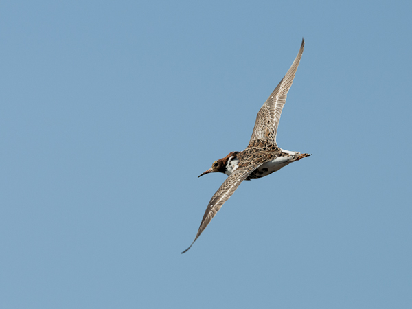 Suokukko, Ruff, Calidris pugnax
