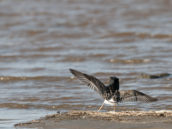 Suokukko, Ruff, Calidris pugnax