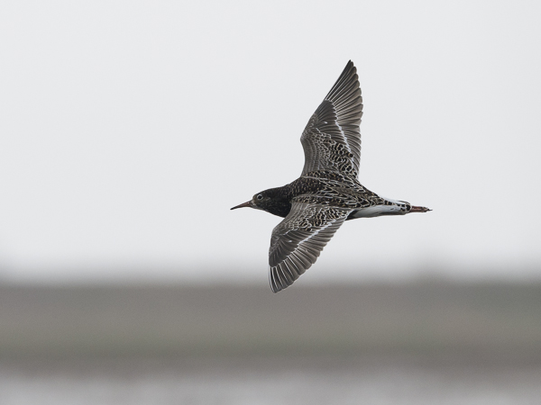 Suokukko, Ruff, Calidris pugnax