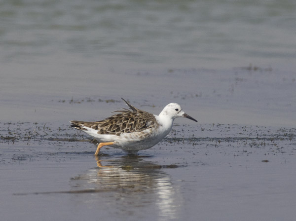 Suokukko, Ruff, Calidris pugnax
