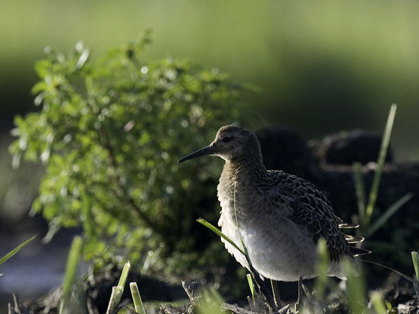 Suokukko, Ruff, Calidris pugnax