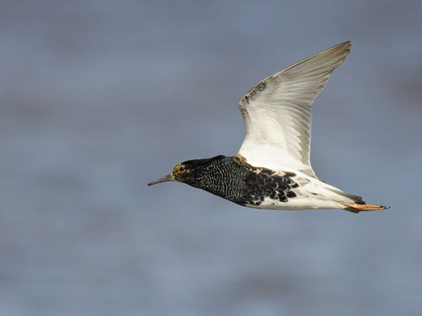 Suokukko, Ruff, Calidris pugnax