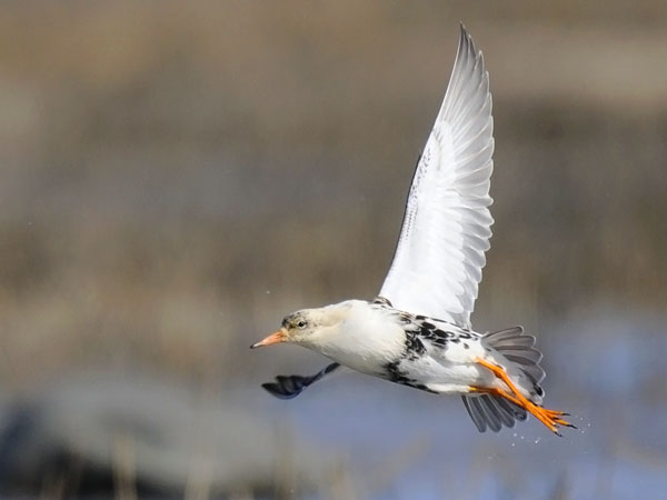 Suokukko, Ruff, Calidris pugnax