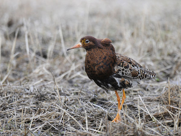 Suokukko, Ruff, Calidris pugnax