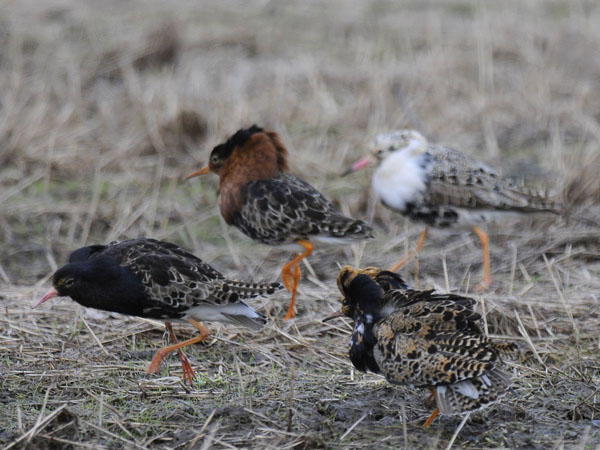 Suokukko, Ruff, Calidris pugnax