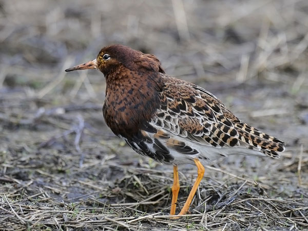 Suokukko, Ruff, Calidris pugnax