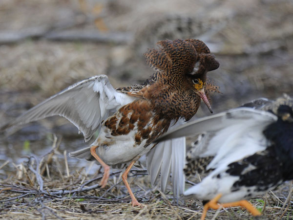 Suokukko, Ruff, Calidris pugnax