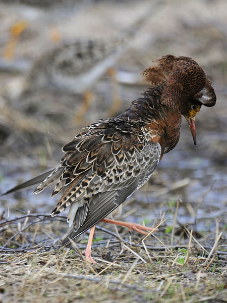 Suokukko, Ruff, Calidris pugnax