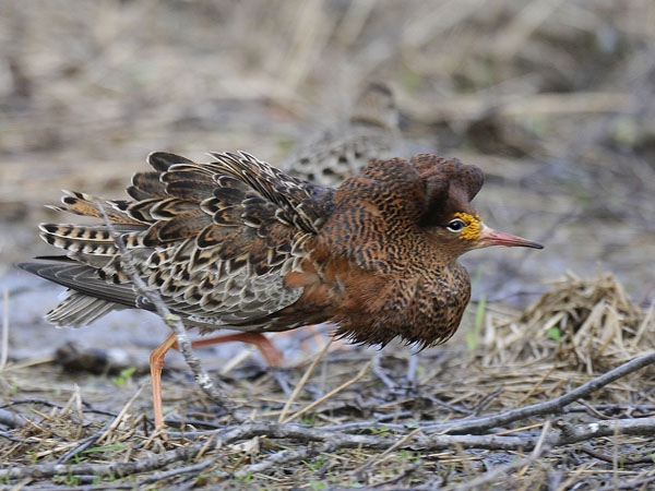 Suokukko, Ruff, Calidris pugnax