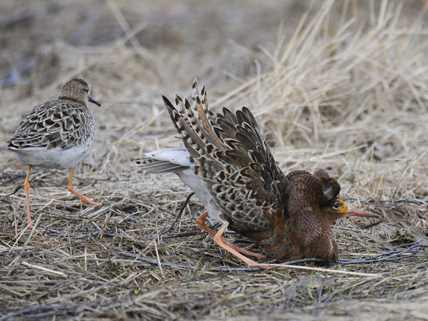 Suokukko, Ruff, Calidris pugnax