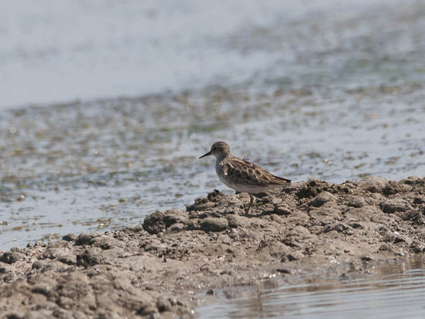 Siperiansirri, Long-toed Stint, Calidris subminuta