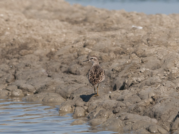 Siperiansirri, Long-toed Stint, Calidris subminuta