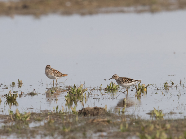 Siperiansirri, Long-toed Stint, Calidris subminuta