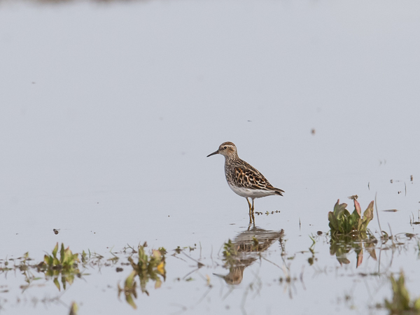 Siperiansirri, Long-toed Stint, Calidris subminuta