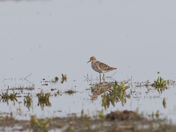 Siperiansirri, Long-toed Stint, Calidris subminuta