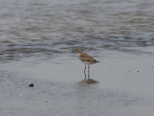 Siperiansirri, Long-toed Stint, Calidris subminuta