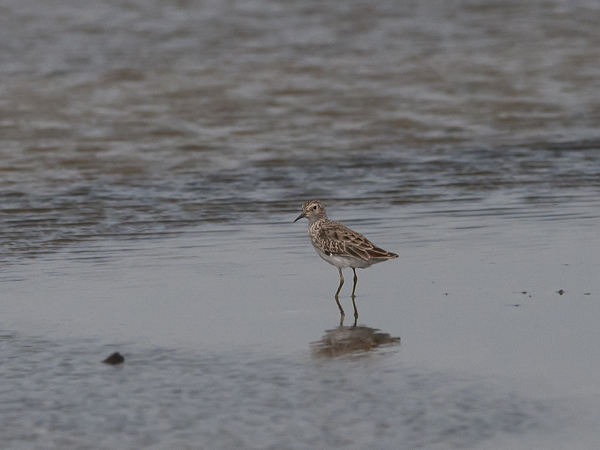 Siperiansirri, Long-toed Stint, Calidris subminuta