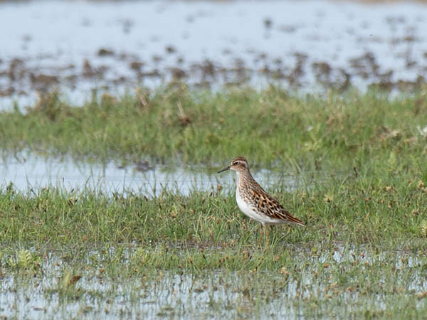 Siperiansirri, Long-toed Stint, Calidris subminuta