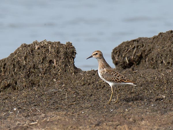 Siperiansirri, Long-toed Stint, Calidris subminuta