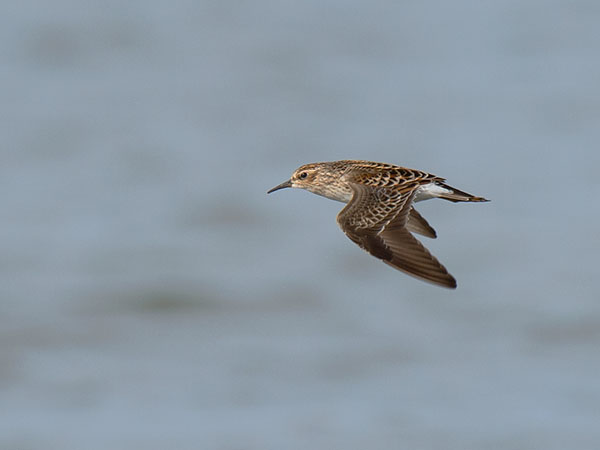 Siperiansirri, Long-toed Stint, Calidris subminuta