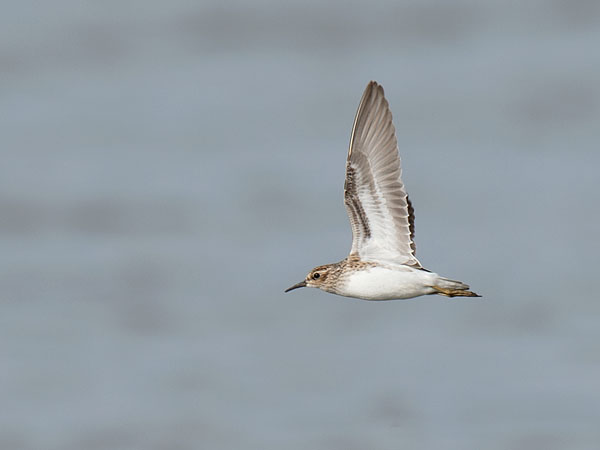Siperiansirri, Long-toed Stint, Calidris subminuta