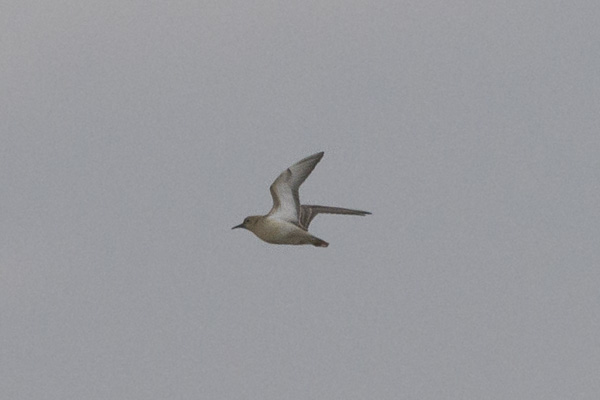 Tundravikla, Buff-breasted Sandpiper, Calidris subruficollis