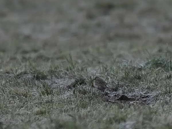 Tundravikla, Buff-breasted Sandpiper, Calidris subruficollis
