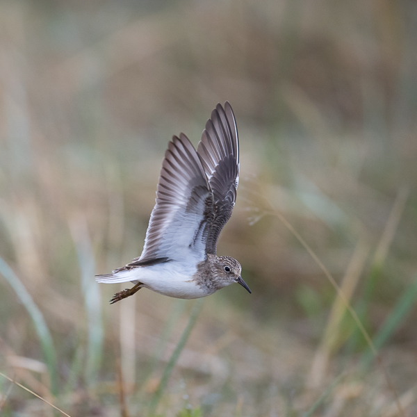 Lapinsirri, Temminck's Stint, Calidris temminckii