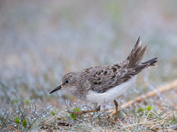 Lapinsirri, Temminck's Stint, Calidris temminckii